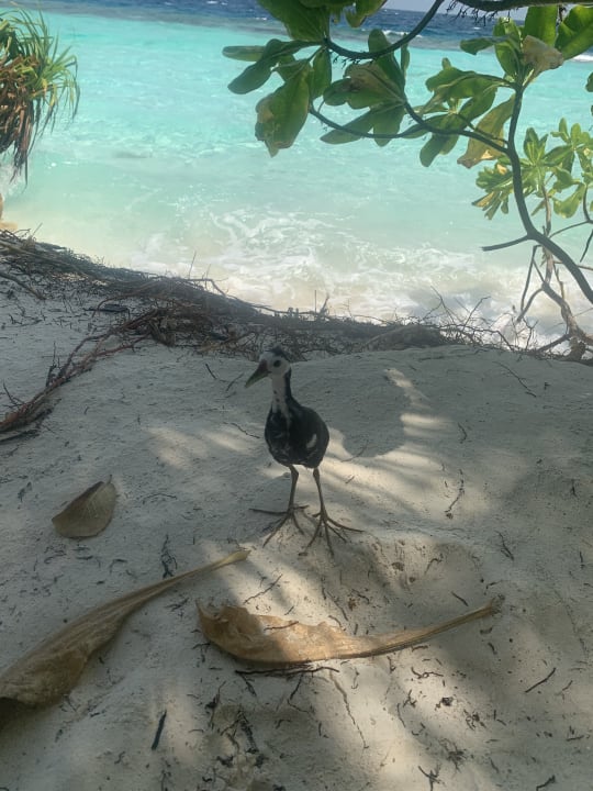 Strand Angaga Island Resort