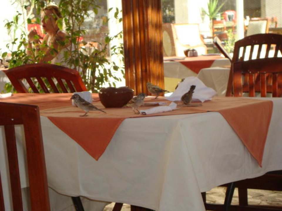 Haustiere und ihr Dreck Xanadu Club Makady Bay