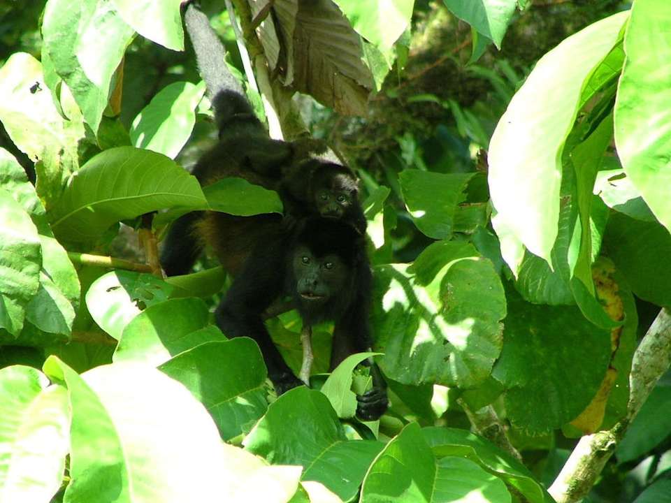 Brüllaffen Hotel Los Lagos