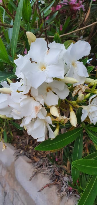 Gartenanlage Kahya Resort Aqua & Spa