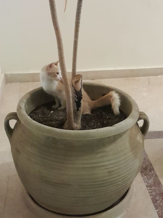 Sonstiges Royal Star Beach Resort