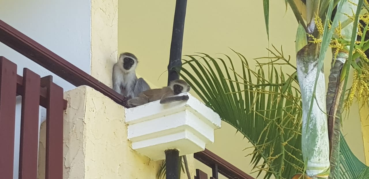 Gartenanlage Bahari Beach Hotel