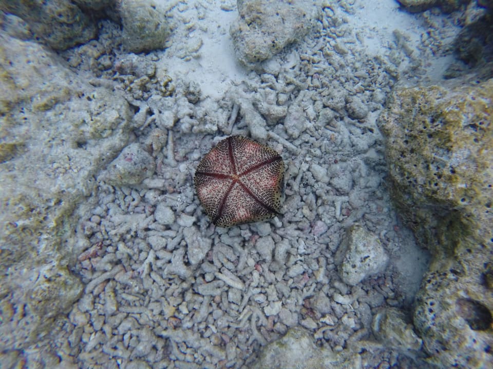 Seestern Vilamendhoo Island Resort & Spa