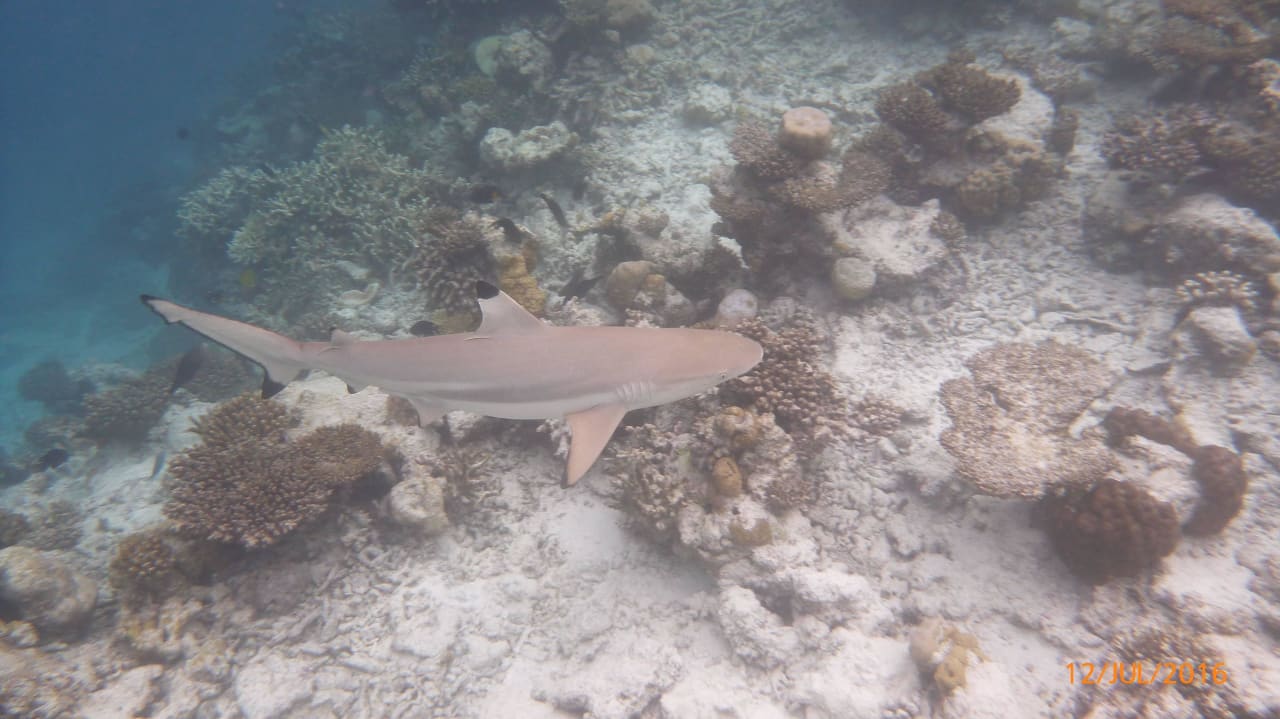 Schwarzspitzenriffhai Eri Maldives