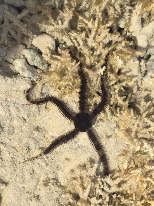 Seestern in klarem Meereswassser JAZ Aquamarine Resort