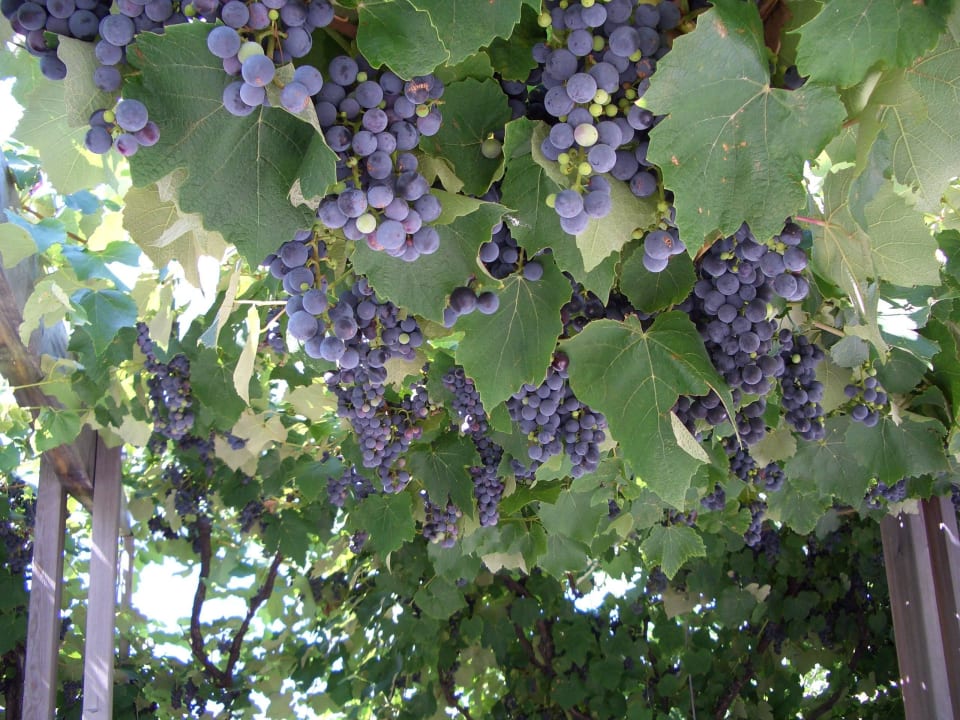 Trauben Hotel Pension Verdorfer