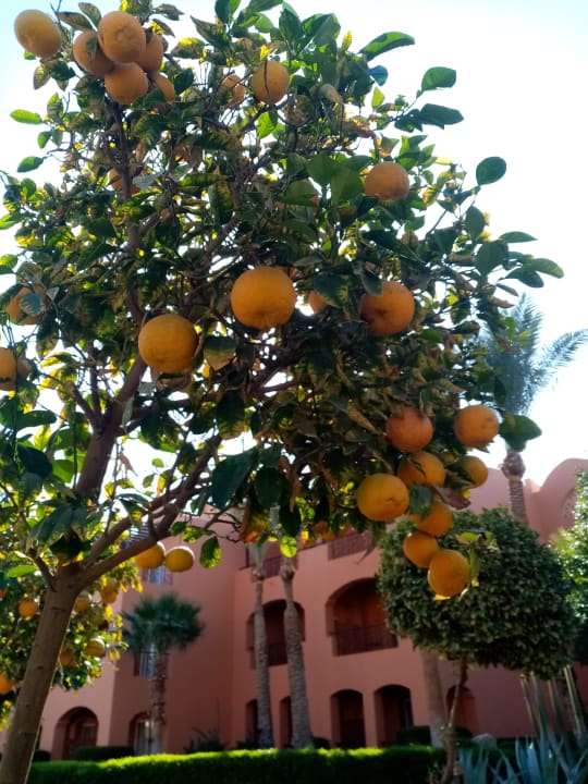 Sonstiges Jaz Makadi Oasis Resort