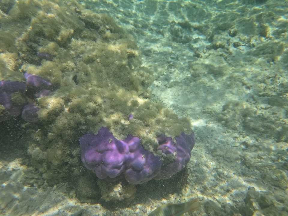 Strand Pickalbatros Sea World Resort - Marsa Alam