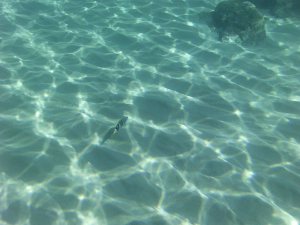 Unterwasserwelt Hydramis Palace Beach Resort