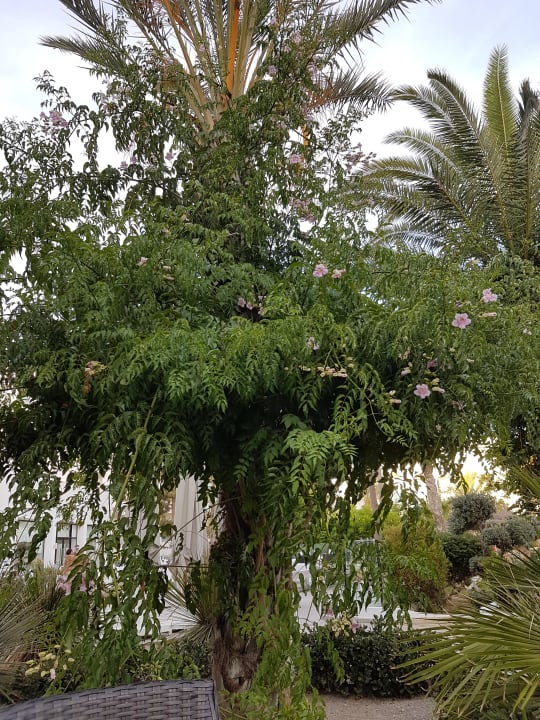 Gartenanlage Nozha Beach Resort & Spa
