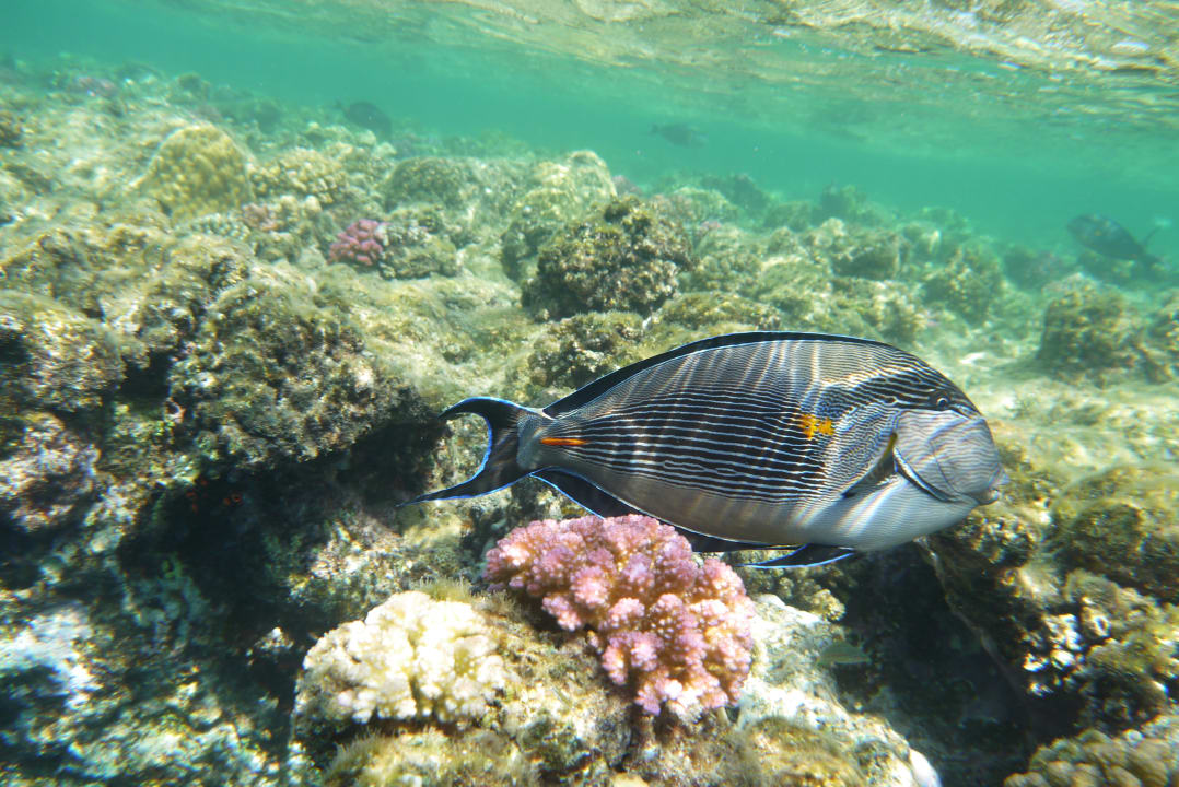 Sport & Freizeit Marina Resort Port Ghalib, a member of Radisson Individuals