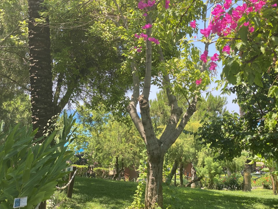 Gartenanlage Trendy Aspendos Beach Hotel