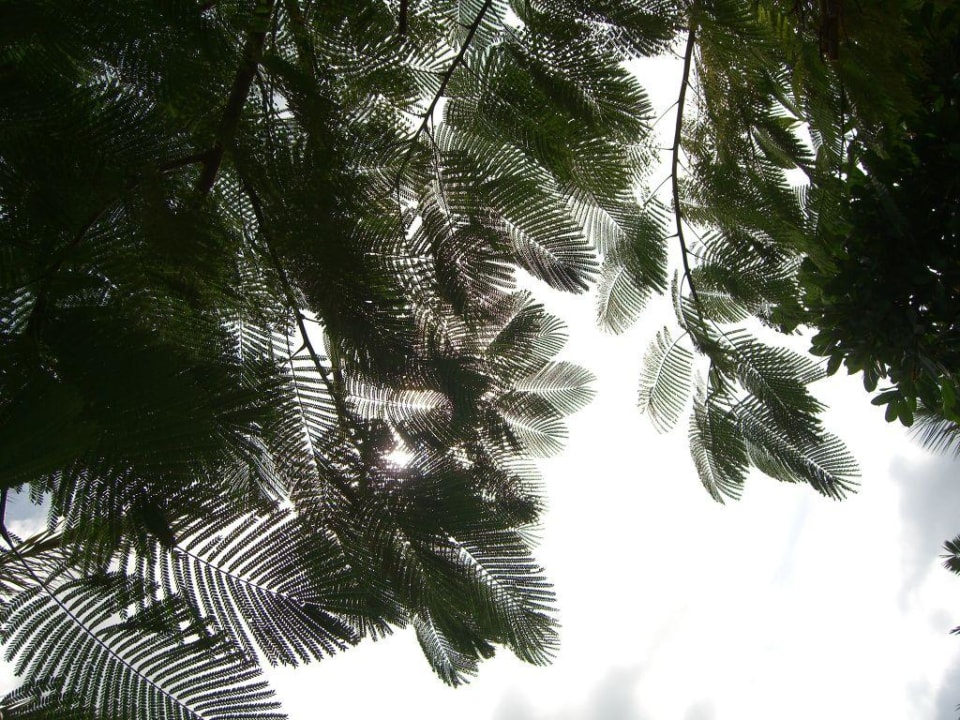 Grünanlage allsun App.-Hotel Esquinzo Beach