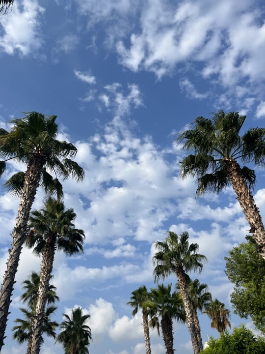 Ausblick TUI MAGIC LIFE Jacaranda