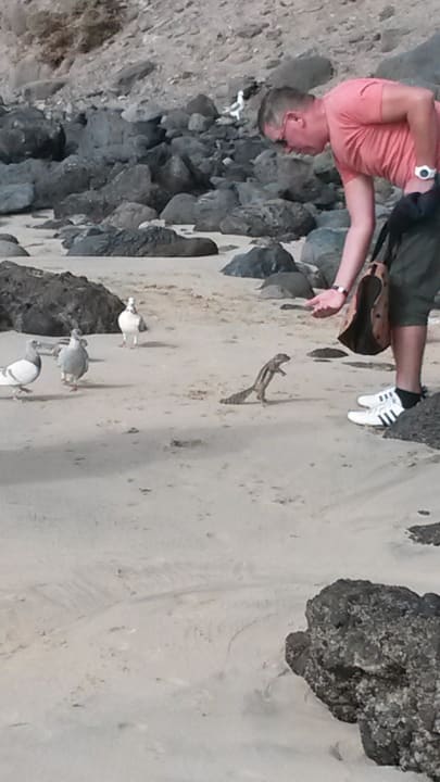 Lustige Streifen Hörnchen allsun App.-Hotel Esquinzo Beach