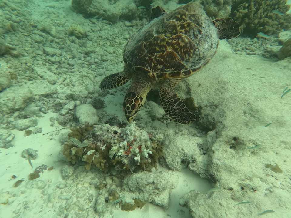 Strand Vilamendhoo Island Resort & Spa