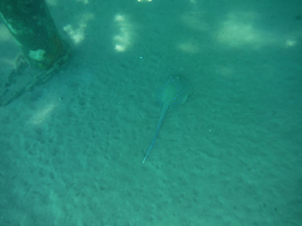 Blaupunktrochen Cleopatra Luxury Resort Makadi Bay