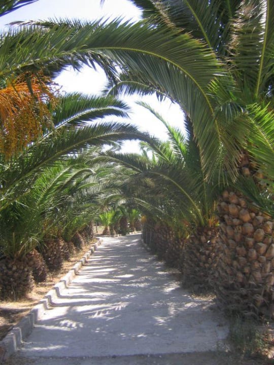 Palmenweg zum Strand Aphrodite Hotel