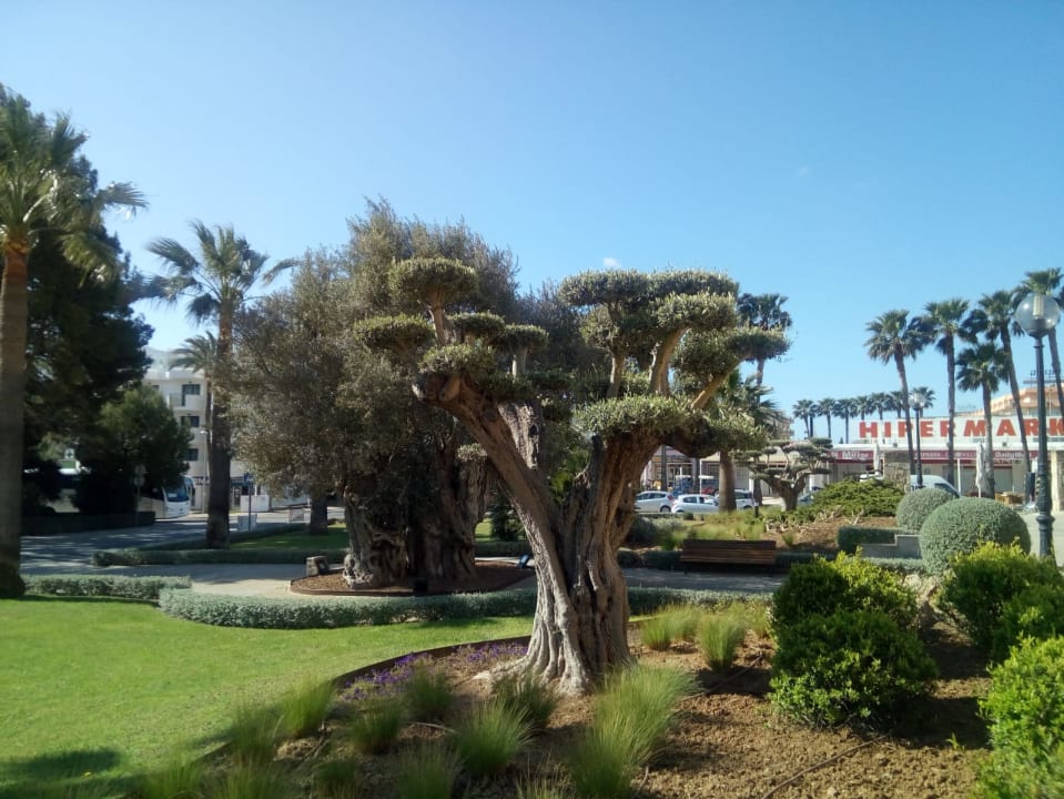 Gartenanlage CM Mallorca Palace - Adults Only