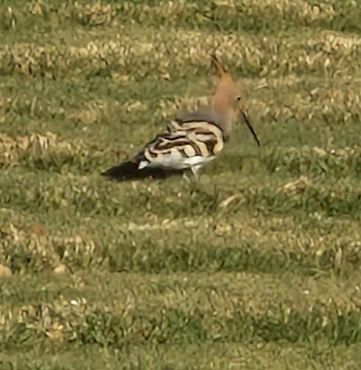 Gartenanlage Pickalbatros Dana Beach Resort - Hurghada