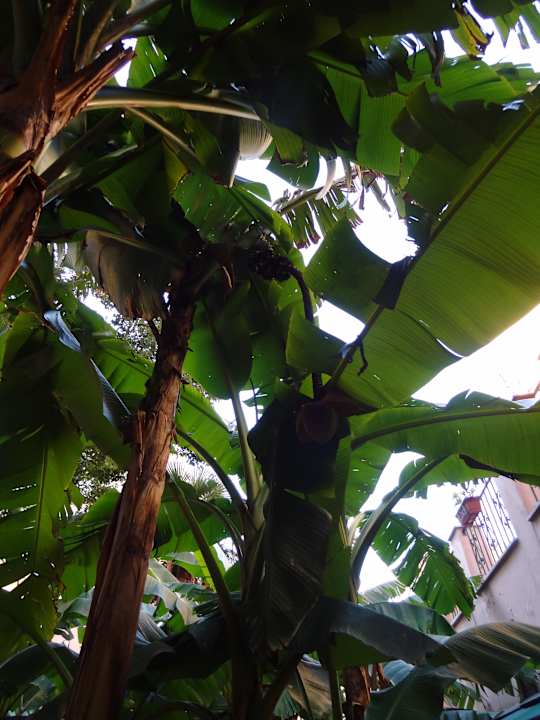 Garten Hotel Astoria Garden