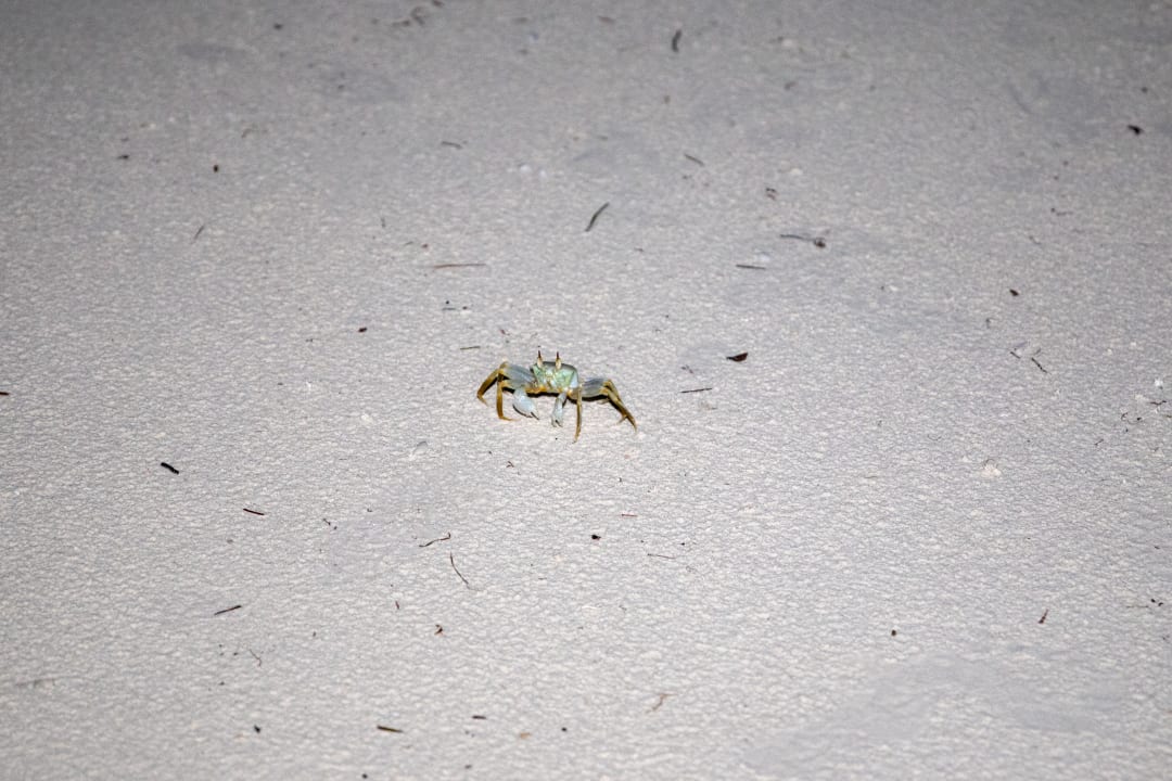 Strand Meeru Maldives Resort Island