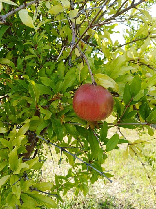Gartenanlage Alba Resort Hotel
