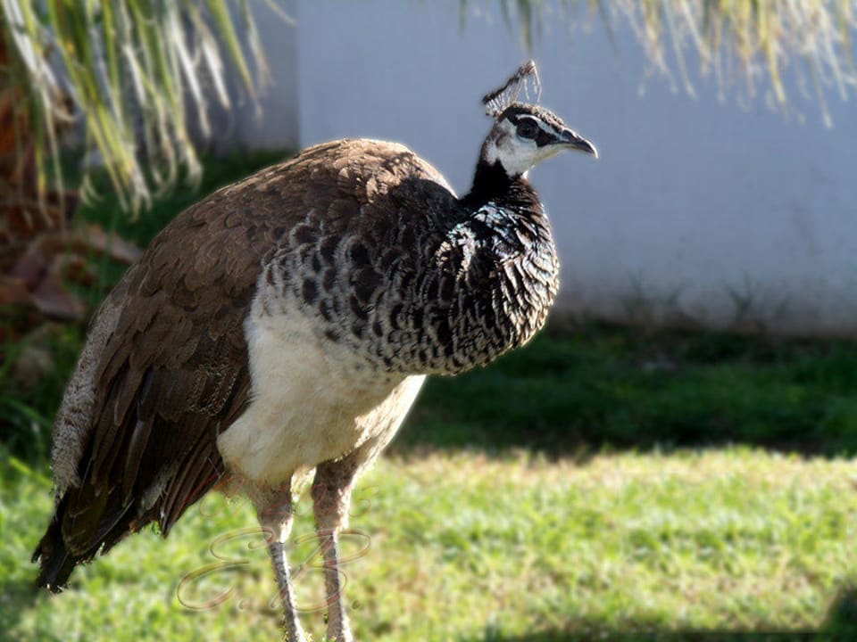 Frau Pfau Seaden Sea World Resort & Spa