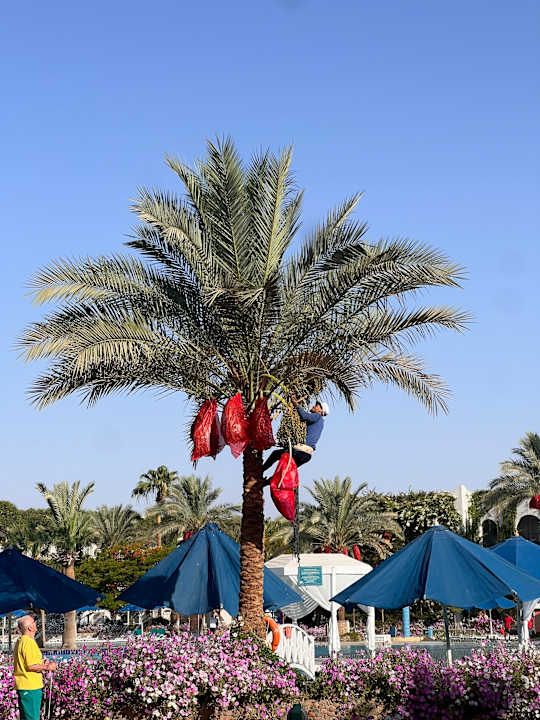 Sonstiges Desert Rose