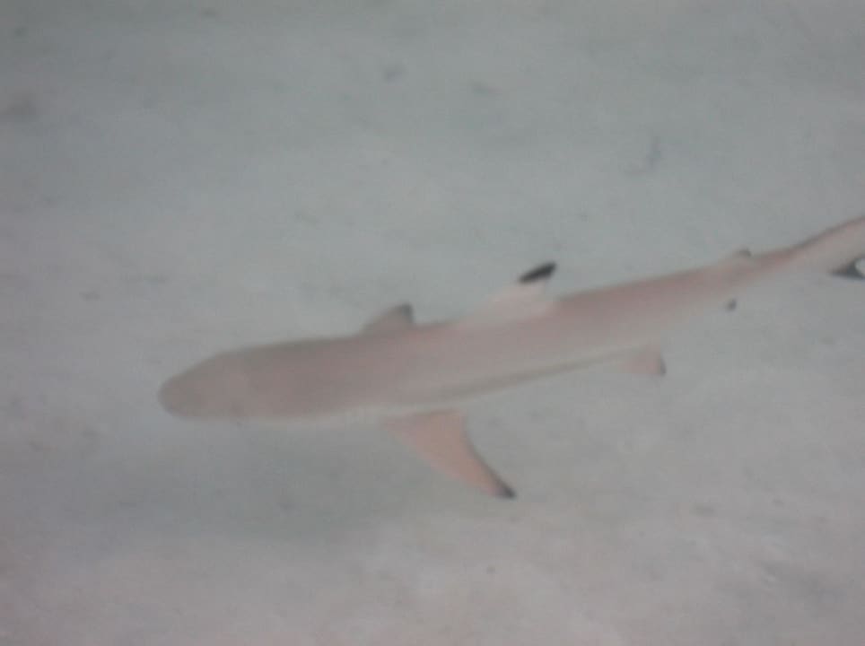 Ein Babyhai Kuredu Island Resort & Spa