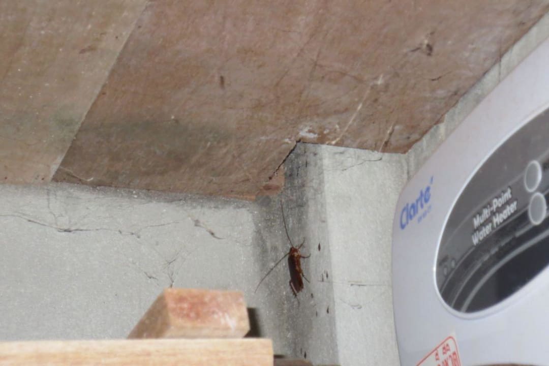 Kakerlaken an der Tagesordnung! Hotel Baan Pakgasri Hideaway