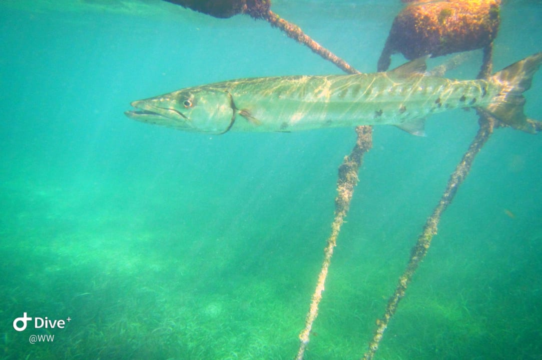 Sport & Freizeit Akumal Bay Beach & Wellness Resort