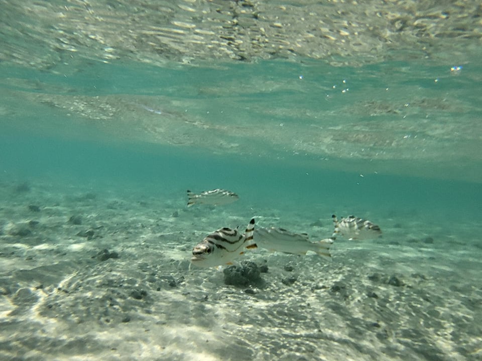 Sport & Freizeit Pickalbatros Villaggio Resort - Portofino