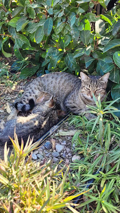 Zimmer Limak Limra Hotel & Resort