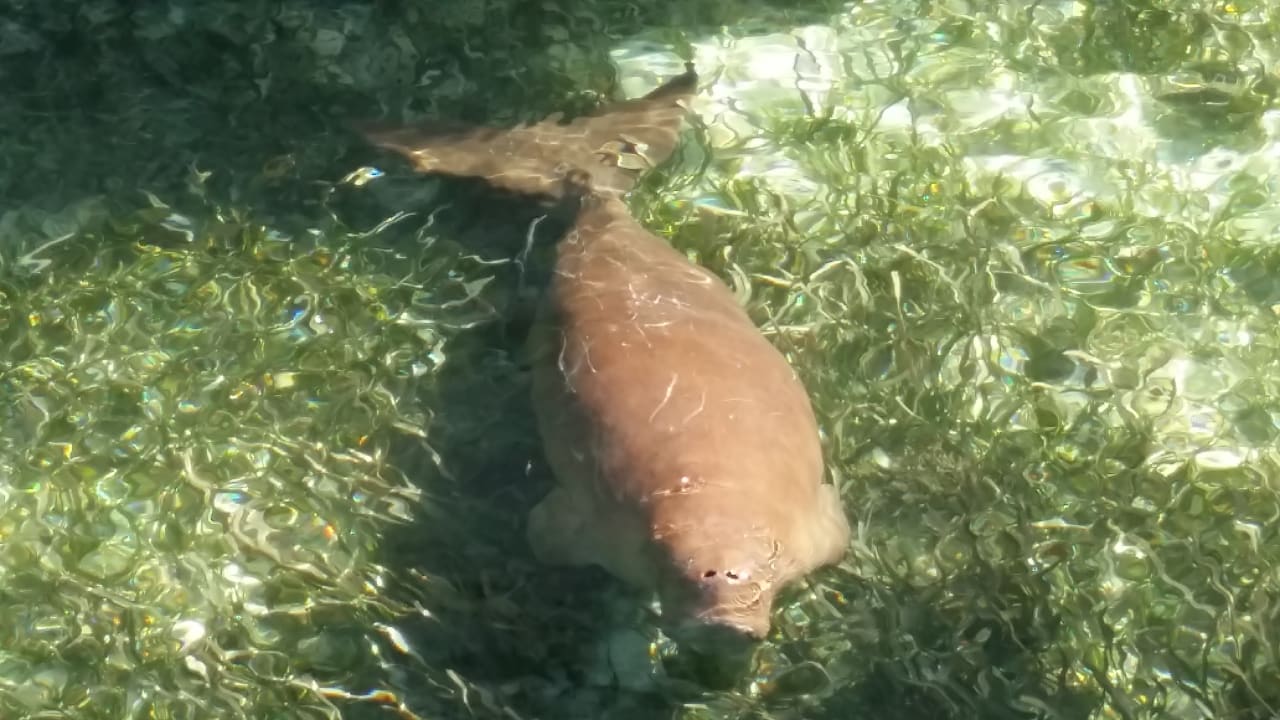 Strand Papua Paradise Eco Resort