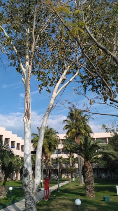 Gartenanlage Labranda Alantur Resort