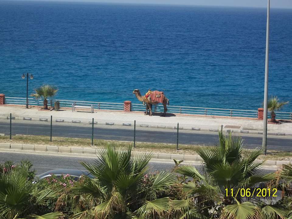 Widok z pokoju - codziennie przechodził wielbłąd  Hotel Ideal Beach