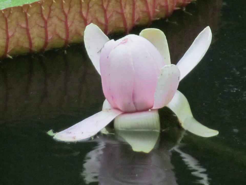 Botanischer Garten Hotel Villas Caroline