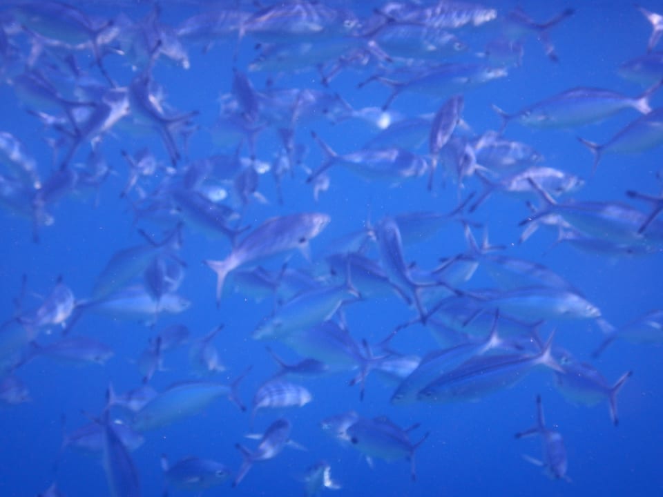 Sport & Freizeit Steigenberger Coraya Beach - Adults only