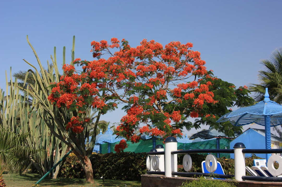 Jak sztuczne Aladdin Beach Resort