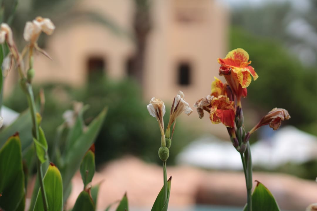 Gartenanlage Steigenberger Coraya Beach - Adults only