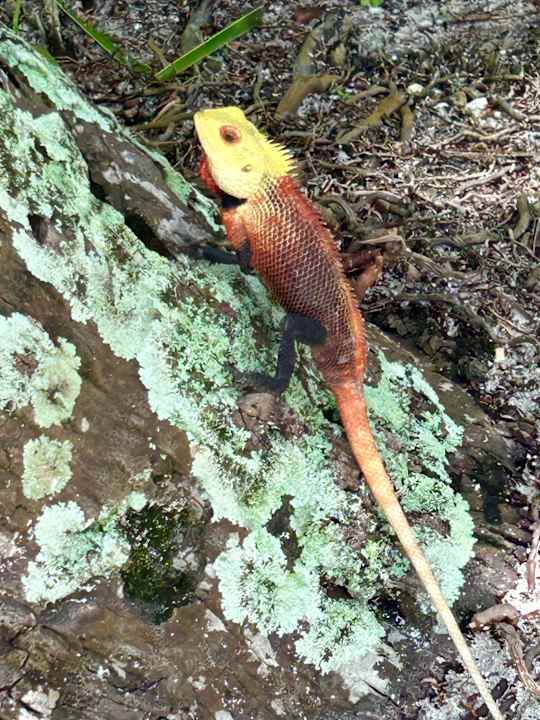 Gartenanlage Kuramathi Maldives