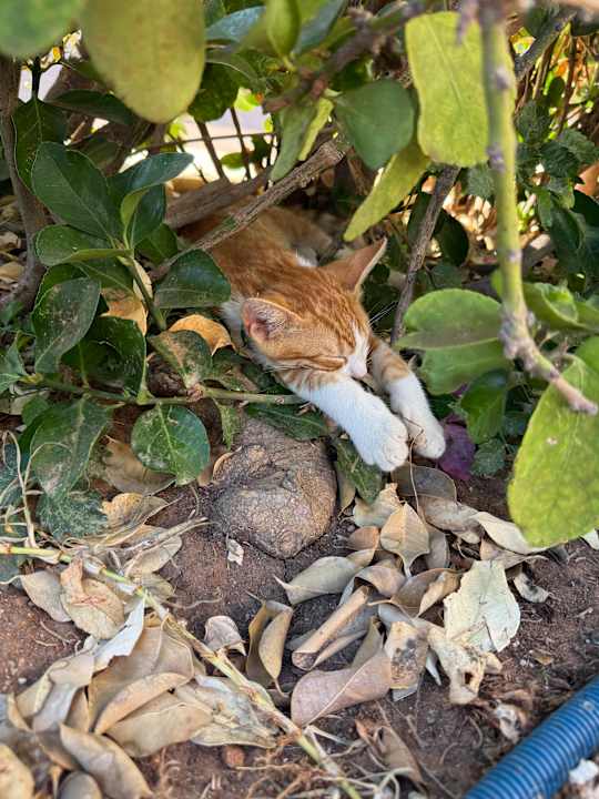 Außenansicht Anissa Beach & Village