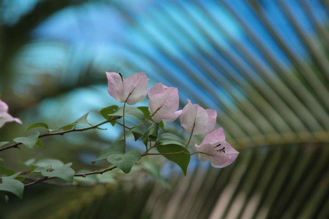 Vorm Balkon Chada Thai Village Resort