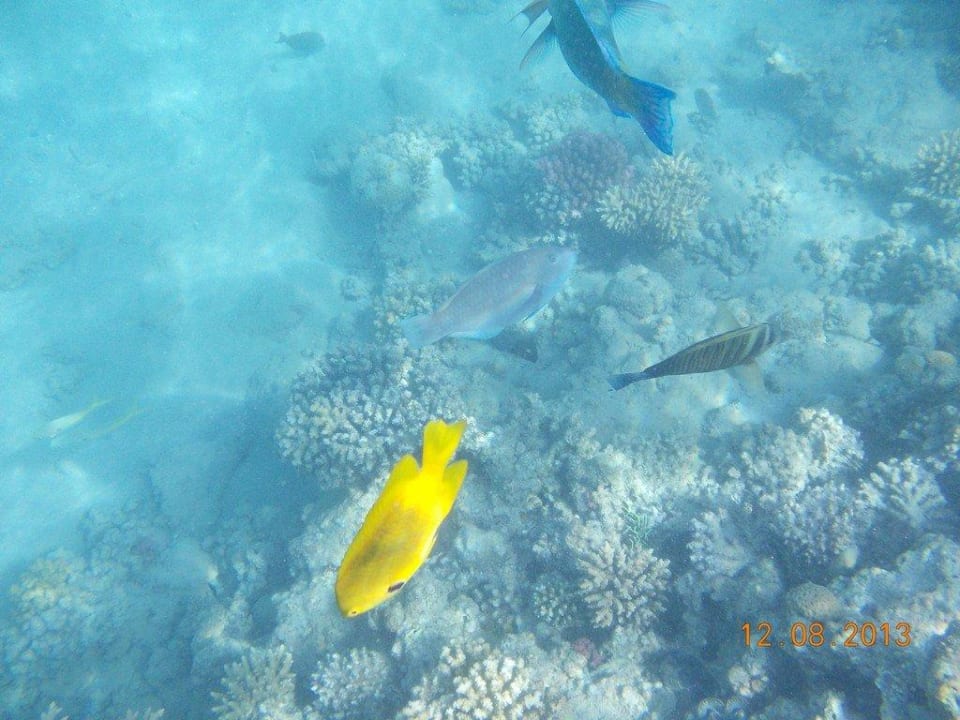 Rafy koralowe Titanic Beach Spa & Aqua Park