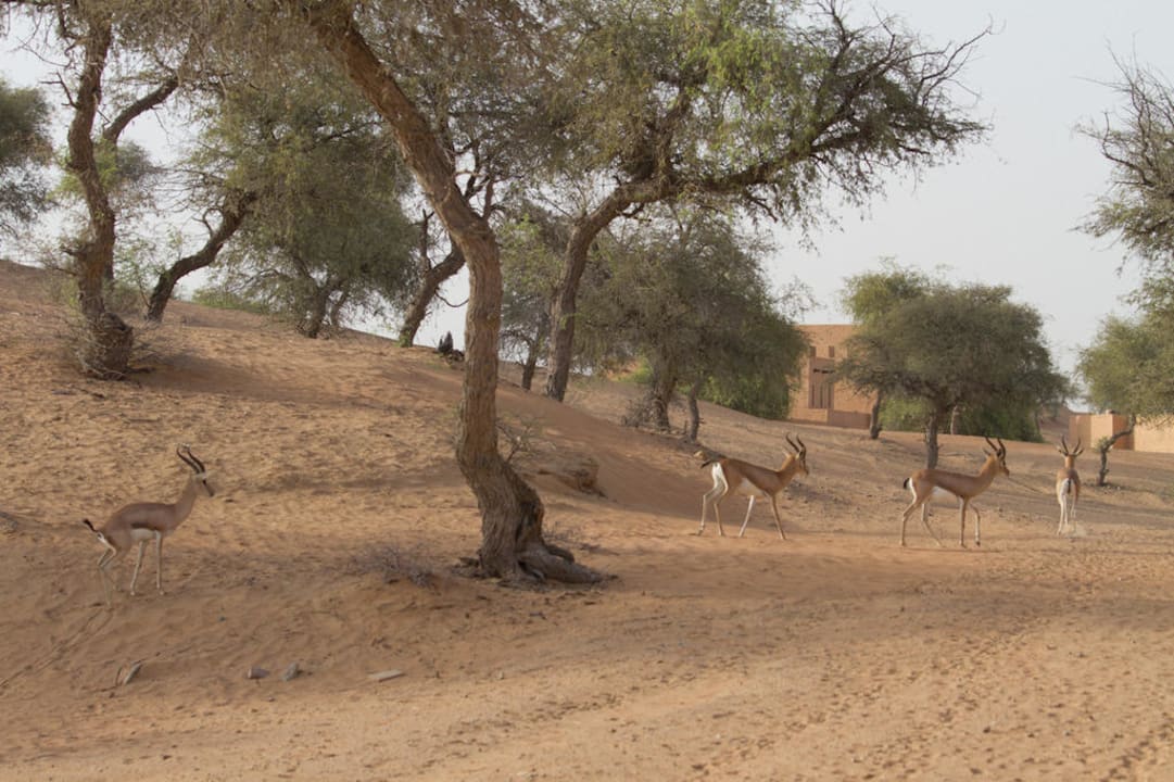 Gazellen bei den Villen The Ritz-Carlton Ras Al Khaimah, Al Wadi Desert