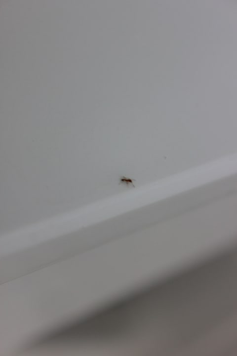 Unggeziefer Postcard Inn on the Beach