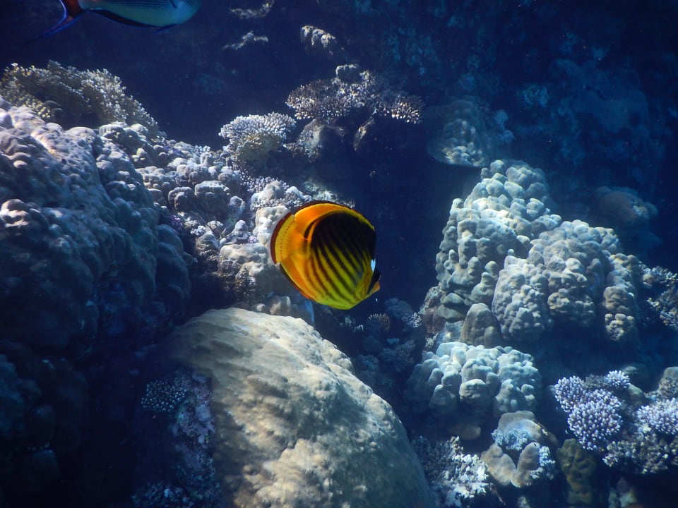 Hausriff Malikia Resort Abu Dabbab