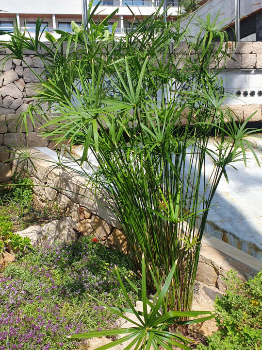 Gartenanlage Hotel Serrano Palace