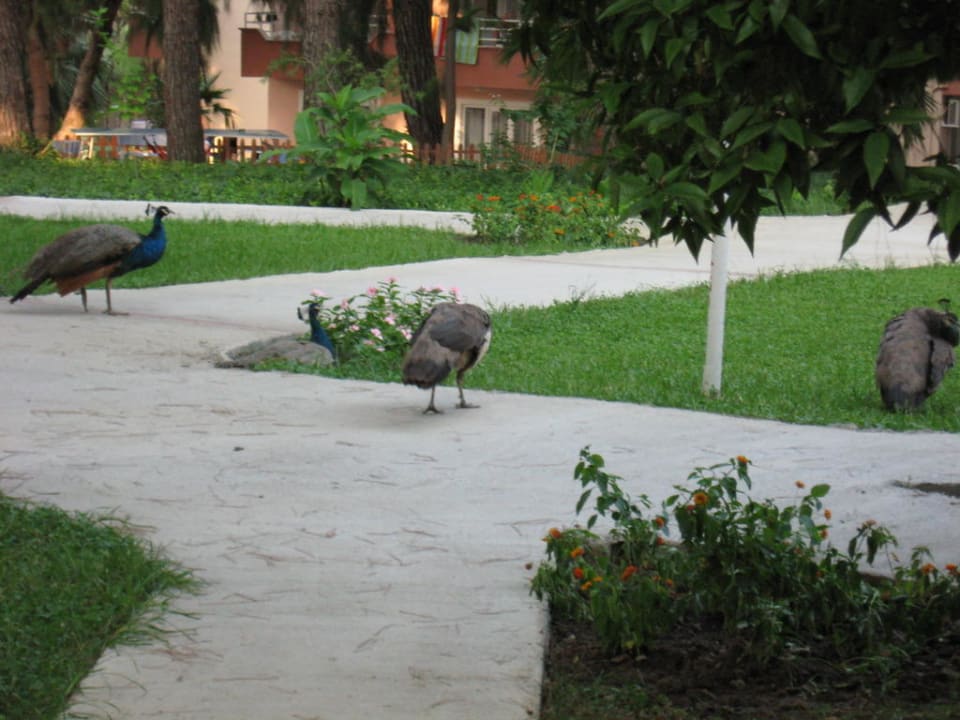 Gartenanlage Club Sidelya Hotel